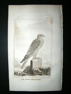 Bird Print: 1812 White Jerfalcon, Buffon