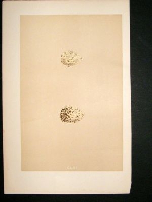 Bird Egg Print 1875 Little Ringed Dotterel, Hand Col