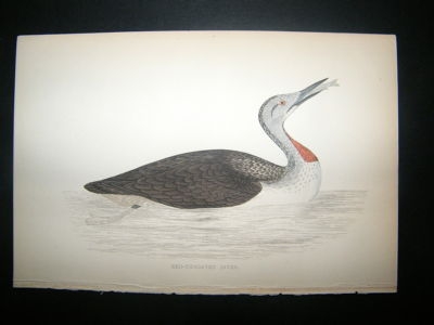 Bird Print: 1867 Red Throated Diver, Morris Hand Col
