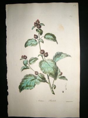 John Edwards: 1770 folio h/col' botanical. Burdock