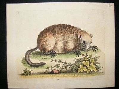 George Edwards: C1750 Mouse. Hand Colored Print