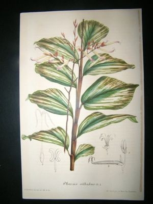 Botanical Print C1845 Phatus Vittatus, Van Houtte