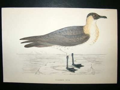 Bird Print: 1867 Pomerine Skua, Morris, hand coloured