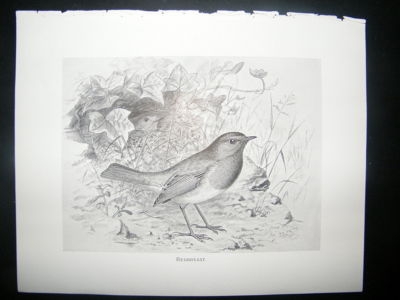 Bird Print: 1898 Robin Redbreast, Frohawk