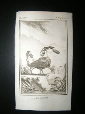 Bird Print: 1780 Savacou, Buffon Copper Plate