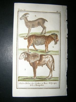 Buffon: C1780 Indian & African Goats, Hand Color Print