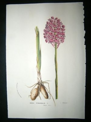 Botanical Print C1865 Orchis Pyramidalis Orchid Van Hou
