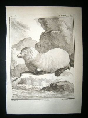 Buffon: C1770 Sea Lions, Antique Print