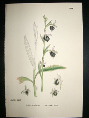 Botanical Print 1899 Late Spider Orchis Orchid, Sowerby