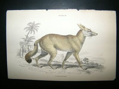 Jardine: C1840 Pale Dog Fox, Hand Col Print