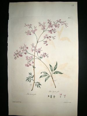 John Edwards: 1770 folio h/col' botanical. Lilac Ligust
