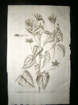 Dillenius 1774 Folio Botanical Print. Abutilon 2