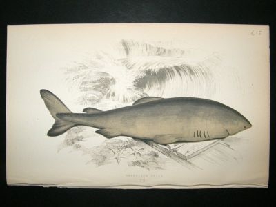 Fish Print: 1869 Greenland Shark, Couch