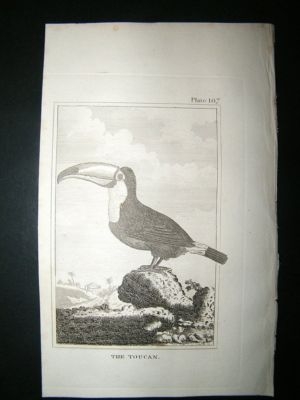 Bird Print: 1812 Toucan, Buffon, Antique