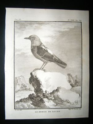 Bird Print: C1775 Rock Thrush, Buffon Copper Plate