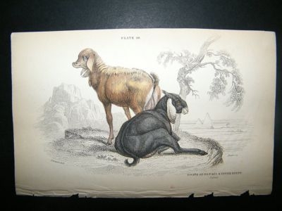 Goats Of Nepal & Upper Egypt: C1840 Hand Col , Jardine