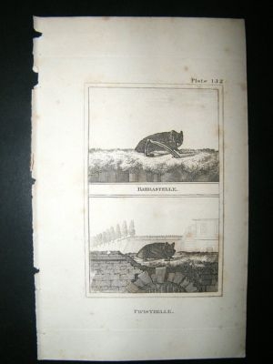 Barbastelle, Pipistrelle:1812 Copper Plate Buffon Print