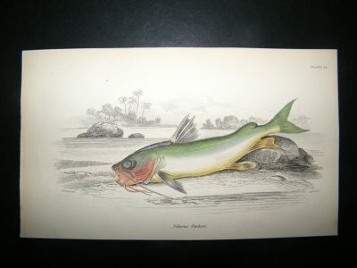 Jardine: C1840 Silurus Parkeri Fish, Hand Col