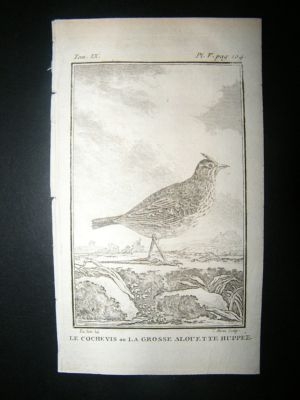 Bird Print: 1779 Lark, Buffon Copper Plate