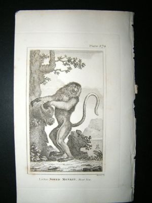 Monkey Print: 1812 Long Nosed, Buffon