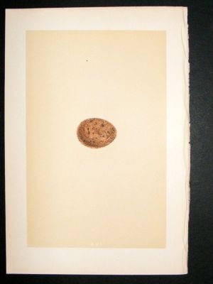 Bird Egg Print 1875 Merlin, Morris Hand Col