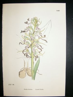 Botanical Print 1899 Lizard Orchis Orchid, Sowerby Hand