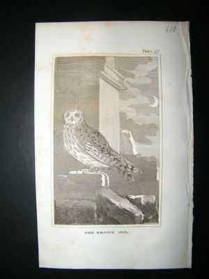 Bird Print: 1812 Brown Owl, Buffon, Antique