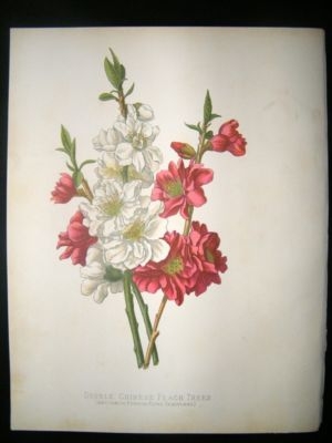 Botanical Print: 1882 Double Chinese Peach