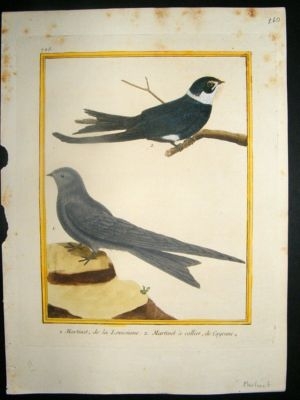 Martinet: C1770 Swallows/Martins, hand coloured bird pr