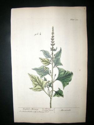 Blackwell:1737 Botanical English Mercury.  Hand Coloure
