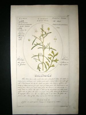 Sheldrake: 1759 Medical Botany. Garden Cresses. Hand Col