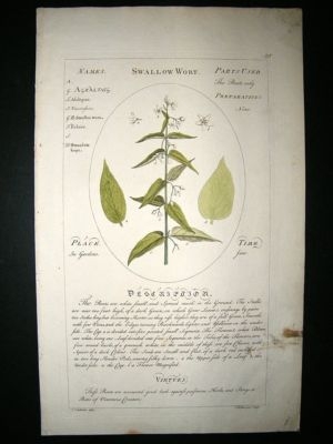 Sheldrake: 1759 Medical Botany. Swallow Wort. Hand Colored Print