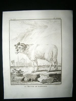 Buffon: C1770 Sheep of Barbary, Antique Print