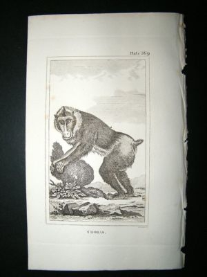 Monkey Print: 1812 Choras, Buffon