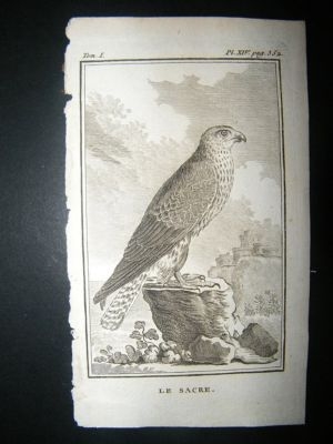 Bird Print: 1780 Falcon Hawk, Buffon Copper Plate