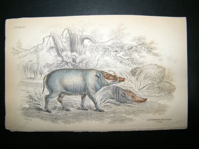 Babyroussa Boer Pig Hog: C1840 Hand Col Print, Jardine