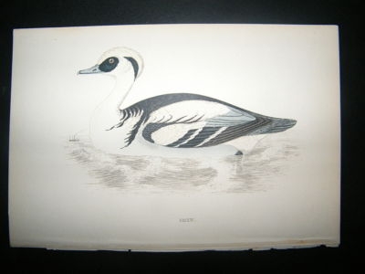 Bird Print: 1867 Smew, Morris Hand Col