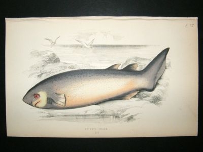 Fish Print: 1869 Spinous Shark, Couch