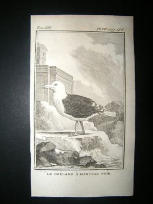 Bird Print: 1781 Black Seagull, Buffon Copper Plate