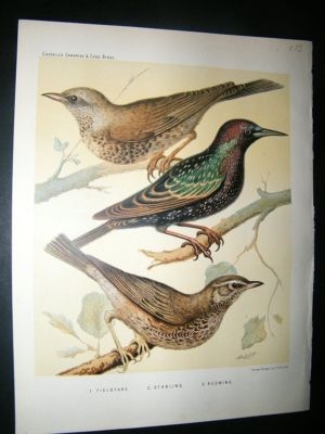 Bird Print 1880 Fieldfare, Starling, Redwing