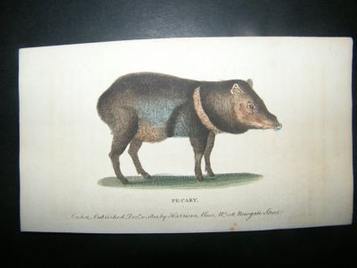Pecary Pig:1800 Hand Coloured Print.
