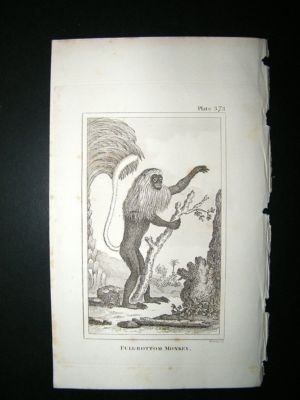 Monkey Print: 1812 Full Bottom, Buffon