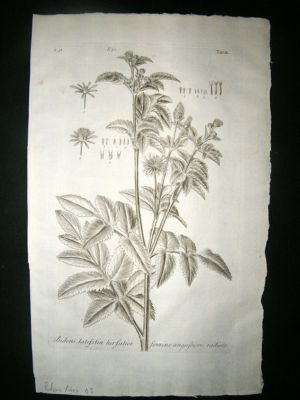 Dillenius 1774 Folio Botanical Print. Bidens Aster 43