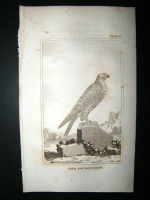 Bird Print: 1812 Young Falcon, Buffon