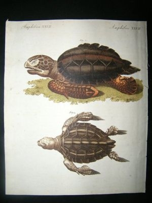 Bertuch: C1800 Turtle. Fine Hand Coloured Print.