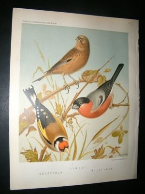 Bird Print 1880 Linnet, Goldfinch, Bullfinch