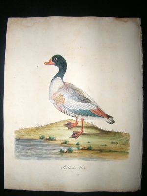 William Hayes: 1817 Male Shieldrake Duck, Hand Col