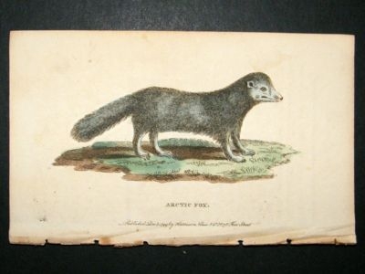 Arctic Fox: 1800 Hand Colored Print