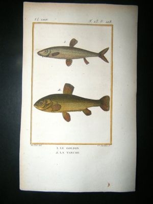 Fish Print: 1805 Tench, Gudgeon, Hand Col, Latreille