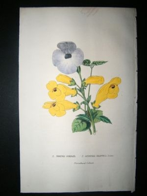 Botanical Print: 1845 Torenia Cordata, Hand Col